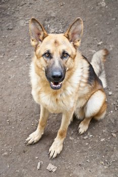 Popular dog breeds: The German Shepherd
